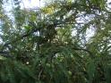 Indian gooseberry (Phyllanthus emblica)